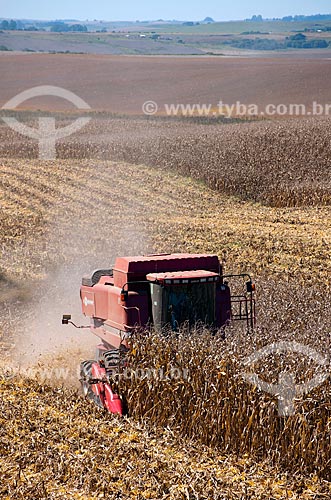  Assunto: Colheita de milho / Local: Capão Bonito do Sul - Rio Grande do Sul (RS) - Brasil / Data: 04/2011 