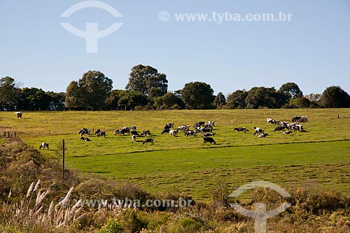  Assunto: Criação de gado holandês / Local: Passo Fundo - Rio Grande do Sul (RS) - Brasil / Data: 04/2011 
