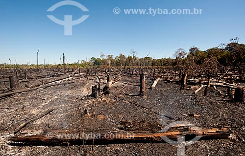  Assunto: Área queimada para subsistência dos índios / Local: Querência - Mato Grosso (MT) - Brasil / Data: 07/2011 