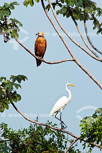  Assunto: Garça-branca-grande (Ardea alba) também conhecida como Garça-branca e Gavião-belo (Busarellus nigricollis)  / Local: Corumbá - Mato Grosso do Sul (MS) - Brasil / Data: 10/2010 