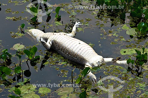  Jacaré-do-pantanal (Caiman yacare) morto por caçadores clandestinos  - Corumbá - Mato Grosso do Sul - Brasil