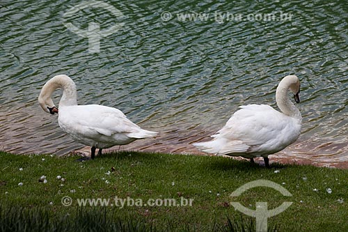  Cisne branco (cygnus olor) no Centro de Arte Contemporânea Inhotim (Instituto Inhotim)  - Brumadinho - Minas Gerais - Brasil