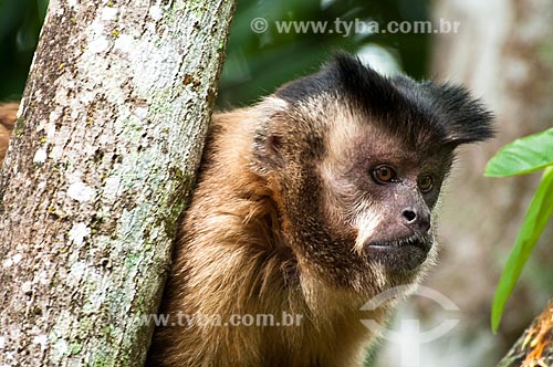  Assunto: Macaco-prego (Cebus apella) / Local: Bonito - Mato Grosso do Sul (MS) - Brasil / Data: 10/2010 