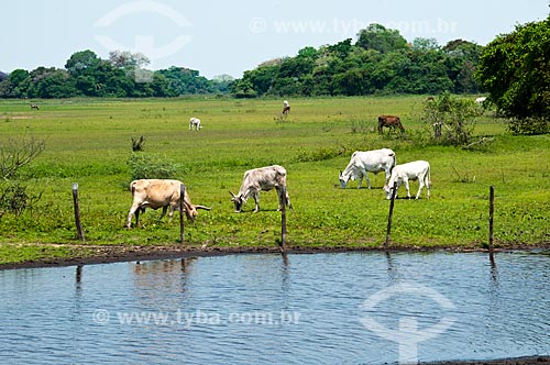  Gado em campo alagável com capão ao fundo  - Corumbá - Mato Grosso do Sul - Brasil