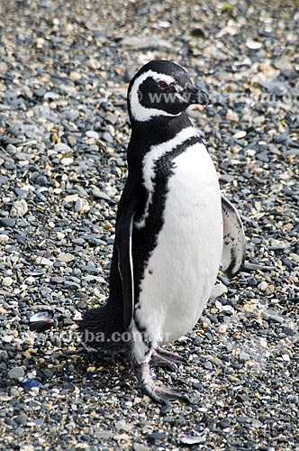  Assunto: Pinguim-de-magalhães (Spheniscus magellanicus) no Canal de Beagle / Local: Patagônia - Argentina - América do Sul / Data: 02/2010 