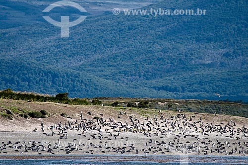  Assunto: Pinguins em praia do Canal de Beagle / Local: Patagônia - Argentina - América do Sul / Data: 02/2010 
