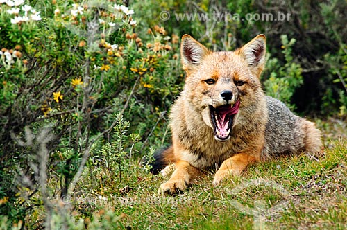  Assunto: Vista de uma raposa cinzenta no Parque Nacional Tierra del Fuego / Local: Ushuaia - Província Terra do Fogo - Argentina - América do Sul / Data: 02/2010 