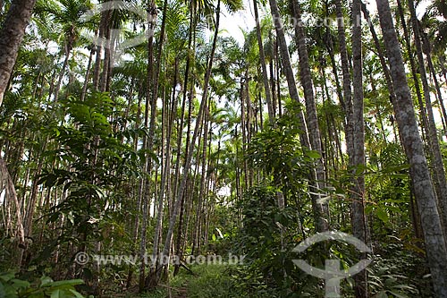  Assunto: Projeto Encauchados Vegetais, trilha na floresta - Reserva Extrativista Cazumbá / Local: Sena Madureira - Acre (AC) - Brasil / Data: 11/2011 