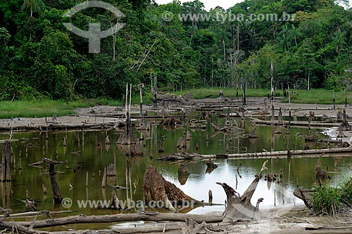  Assunto: Igarapé seco às margens da Rodovia AM-070 / Local: Manacapuru - Amazonas (AM) - Brasil / Data: 11/2010 