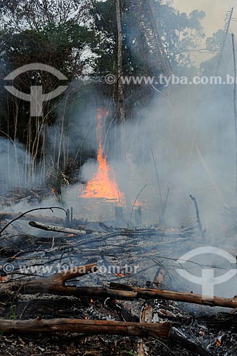 Assunto: Queimada de Floresta às margens da Rodovia AM-352 / Local: Novo Airão - Amazonas (AM) - Brasil / Data: 11/2010 