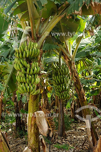  Assunto: Plantação de bananas / Local: Araçuaí - Minas Gerais (MG) - Brasil / Data: 11/2011 