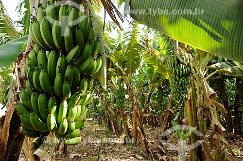  Assunto: Plantação de bananas / Local: Araçuaí - Minas Gerais (MG) - Brasil / Data: 11/2011 