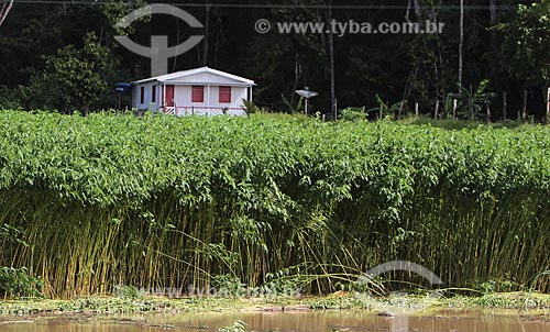  Assunto: Plantação de Juta na beira do Rio Amazonas / Local: Manacapuru - Amazonas (AM) - Brasil / Data: 01/2012 