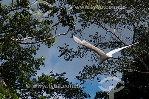  Assunto: Garça-branca-grande (Ardea alba) voando, também conhecida como Garça-branca / Local: Porto Velho - Rondônia (RO) - Brasil / Data: 05/2010 
