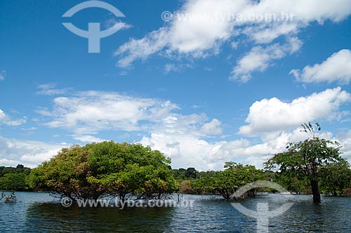  Assunto: Floresta amazônica inundada - Reserva Extrativista do Lago Cuniã / Local: Porto Velho - Rondônia (RO) - Brasil / Data: 05/2010 