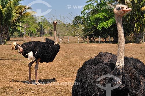  Assunto: Criação de avestruz (Struthio camelus) / Local: Mirante da Serra - Rondônia (RO) - Brasil / Data: 08/2010 