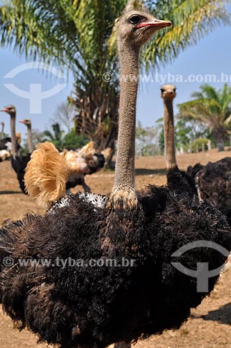  Assunto: Criação de avestruz (Struthio camelus) / Local: Mirante da Serra - Rondônia (RO) - Brasil / Data: 08/2010 