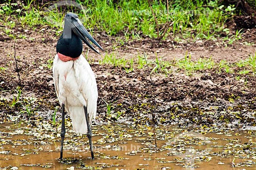  Assunto: Tuiuiú dentro de uma lagoa - ave ciconiiforme da família Ciconiidae / Local: Corumbá - Mato Grosso do Sul (MS) - Brasil / Data: 10/2010 