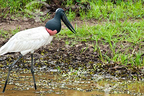  Assunto: Tuiuiú dentro de uma lagoa - ave ciconiiforme da família Ciconiidae / Local: Corumbá - Mato Grosso do Sul (MS) - Brasil / Data: 10/2010 
