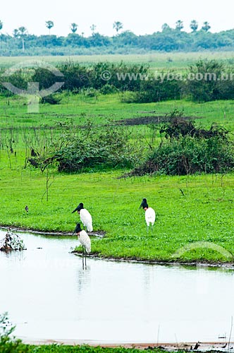  Assunto: Casal de Tuiuiú próximo a um lagoa - ave ciconiiforme da família Ciconiidae / Local: Corumbá - Mato Grosso do Sul (MS) - Brasil / Data: 10/2010 