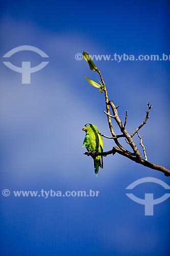  Assunto: Periquito em galho de árvore na Praça Verde Historiador Raimundo Girão / Local: Fortaleza - Ceará (CE) - Brasil / Data: 01/2012 