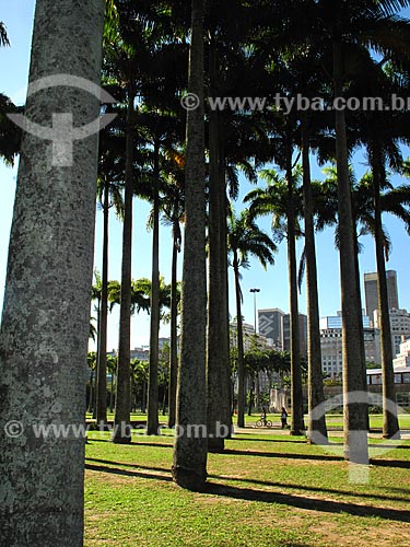  Assunto: Palmeiras no Aterro do Flamengo                       / Local: Rio de Janeiro (RJ) - Brasil / Data: 02/2012 