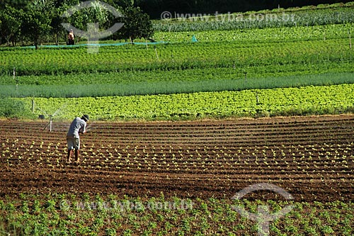  Assunto: Plantação de hortaliças na Região Serrana Fluminense - Estrada Teresópolis-Friburgo  / Local: Vargem Grande - Teresópolis - Rio de Janeiro (RJ) - Brasil / Data: 02/2012 