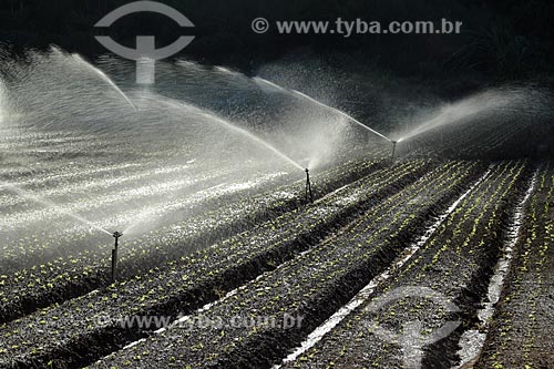  Assunto: Irrigação em plantação de hortaliças na Região Serrana Fluminense - Estrada Teresópolis-Friburgo  / Local: Vargem Grande - Teresópolis - Rio de Janeiro (RJ) - Brasil / Data: 02/2012 