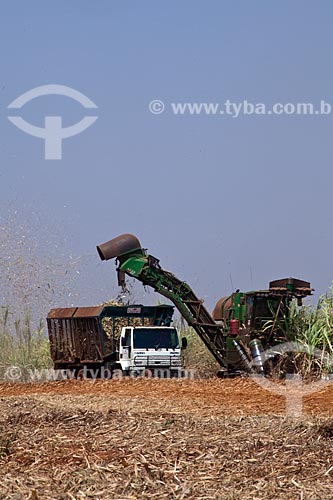  Assunto: Colheita Mecanizada de cana de açúcar para Usina de Cogeração (Açúcar, Etanol e Energia elétrica) da empresa Guarani  / Local: Olímpia - São Paulo (SP) - Brasil / Data: 09/2011 