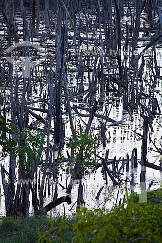  Assunto: Floresta queimada na estrada Manaus-Itacoatiara (AM-010) - KM 182 sentido Itacoatiara  / Local: Amazonas (AM) - Brasil / Data: 10/2011 