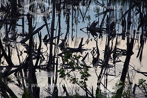 Assunto: Floresta queimada na estrada Manaus-Itacoatiara (AM-010) - KM 182 sentido Itacoatiara  / Local: Amazonas (AM) - Brasil / Data: 10/2011 