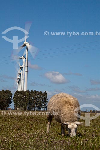  Assunto: Ovelha pastando no Parque Eólico de Osório, com geradores de energia eólica ao fundo / Local: Osório - Rio Grande do Sul (RS) - Brasil  / Data: 09/2011 