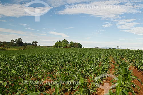  Assunto: Plantação de milho / Local: Maringá - Paraná (PR) - Brasil / Data: 2010 