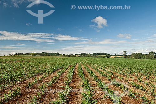  Assunto: Plantação de milho / Local: Maringá - Paraná (PR) - Brasil / Data: 2010 