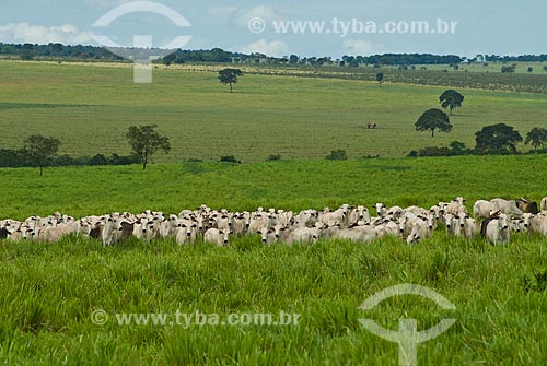  Assunto: Rebanho de gado nelore / Local: Distrito Paraíso - Costa Rica - Mato Grosso do Sul (MS) - Brasil / Data: 2010 