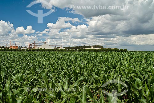  Assunto: Plantação de milho / Local: Distrito Baús - Costa Rica - Mato Grosso do Sul (MS) - Brasil / Data: 2010 