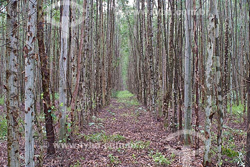  Assunto: Plantação de eucaliptos / Local: Distrito Baús - Costa Rica - Mato Grosso do Sul (MS) - Brasil / Data: 2010 