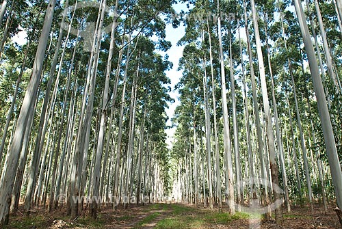  Assunto: Plantação de eucaliptos / Local: Capivari do Sul - Rio Grande do Sul (RS) - Brasil / Data: 2010 
