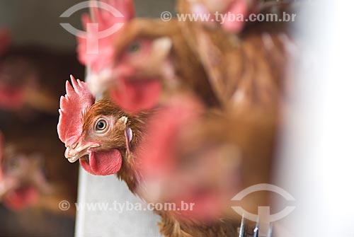  Assunto: Granja de frangos / Local: Lajeado - Rio Grande do Sul (RS) - Brasil / Data: 2010 