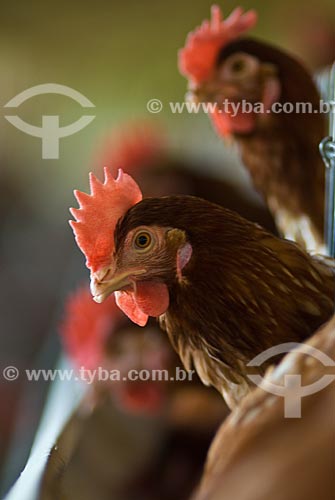  Assunto: Granja de frangos / Local: Lajeado - Rio Grande do Sul (RS) - Brasil / Data: 2010 