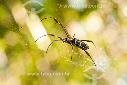  Assunto: Aranha de teia (Nephila clavipes), na trilha para o cume do Morro dos Ingleses / Local: Florianópolis - Santa Catarina (SC) - Brasil / Data: 01/2012 