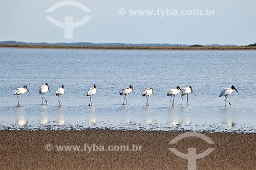  Assunto: Aves na Lagoa do Peixe  / Local: Tavares - Rio Grande do Sul (RS) - Brasil / Data: 02/2012 