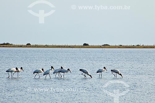  Assunto: Aves na Lagoa do Peixe  / Local: Tavares - Rio Grande do Sul (RS) - Brasil / Data: 02/2012 