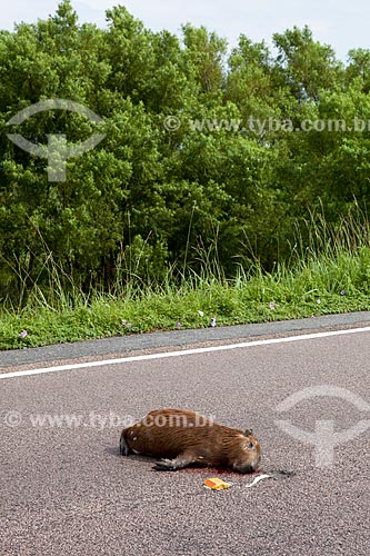 Assunto: Capivara morta na Rodovia BR-471 / Local: Santa Vitória do Palmar - Rio Grande do Sul (RS) - Brasil / Data: 02/2012 
