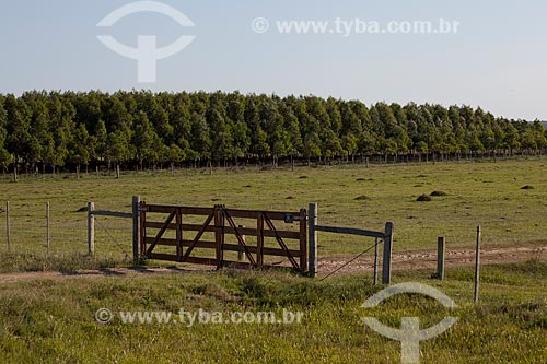 Assunto: Porteira de fazenda com plantação de Pinus ao fundo  / Local: Palmares do Sul - Rio Grande do Sul (RS) - Brasil / Data: 02/2012 