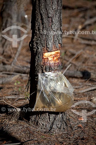 Assunto: Retirada de Resina de Pinus / Local: Tavares - Rio Grande do Sul (RS) - Brasil / Data: 02/2012 