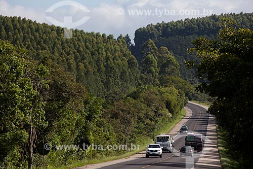  Assunto: Rodovia BR-116 altura do KM 347 com plantação de Pinus ao fundo / Local: Rio Grande do Sul (RS) - Brasil / Data: 02/2012 