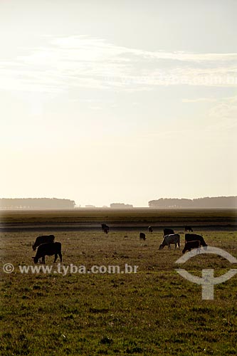  Assunto: Gado pastando em área rural / Local: Mostardas - Rio Grande do Sul (RS) - Brasil / Data: 02/2012 