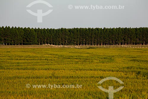  Assunto: Plantação de Arroz com Plantação de Pinus ao fundo / Local: Mostardas - Rio Grande do Sul (RS) - Brasil / Data: 02/2012 