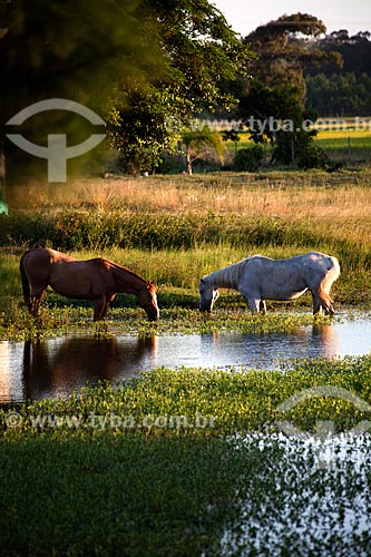  Assunto: Cavalos bebendo água nos Banhados (áreas alagadas permanente ou temporariamente) / Local: Mostardas - Rio Grande do Sul (RS) - Brasil / Data: 02/2012 